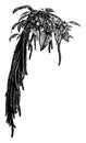 Flower Spike of Amaranthus Caudatus vintage illustration