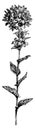 Flower-Spike of Campanula Glomerata vintage illustration