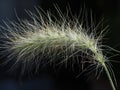 Closeup of feathertop ornamental grass with a dark background