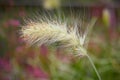 Flower spike of feathertop Pennisetum villosum ornamental grass Selective focus Royalty Free Stock Photo