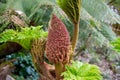 A flower spike and new growth on a Gunnera plant Royalty Free Stock Photo