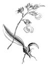 Flower-Spike, Pseudo-Bulb, and Leaf of Burlingtonia Decora vintage illustration