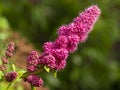 Flower spike of rose spirea, Spiraea douglasii