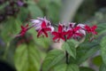 Flower spike species name is Pentas lanceolata Forssk. Deflers. Red spike flowers with double flowers.