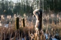 Flower spikes of broadleaf cattail from close Royalty Free Stock Photo