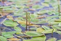 Broad-leaved pondweed Royalty Free Stock Photo