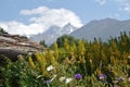 Flower splendor in the swiss alps Royalty Free Stock Photo