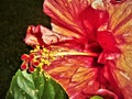 Flower sporting variegated shades of red and yellow