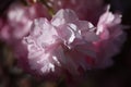 Flower spring bouquet. Soft focus. Nature blur background. Pink color