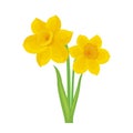 Beautiful blooming spring yellow daffodil flower vector illustration Royalty Free Stock Photo