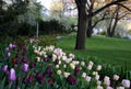 Edge of flowerbed in park planted with pink purple white tulips tulips lawn and old spring ancient trees lawn Royalty Free Stock Photo