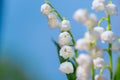 Flower Spring Lily of the valley Background Horizontal Close-up Macro shot. Royalty Free Stock Photo