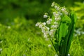 Flower Spring Lily of the valley Background Horizontal Close-up Macro shot. Close-up of lily of the valley flower spring backgroun Royalty Free Stock Photo