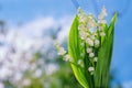 Flower Spring Lily of the Valley Background Horizontal. Natural nature background with blooming beautiful flowers lilies of the va Royalty Free Stock Photo