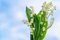 Flower Spring Lily of the Valley Background Horizontal. Natural nature background with blooming beautiful flowers lilies of the va Royalty Free Stock Photo
