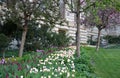 Edge of flowerbed in park planted with pink purple white tulips tulips lawn and old spring ancient trees lawn Royalty Free Stock Photo