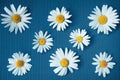 Flower spring summer pattern from daisy flowers on light blue Royalty Free Stock Photo