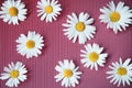 Flower spring summer pattern from daisy flowers on light red Royalty Free Stock Photo