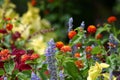 Flower Sprinklers Royalty Free Stock Photo