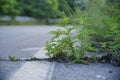 The flower sprouted on the road through the asphalt Royalty Free Stock Photo