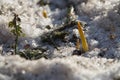 Flower sprouts break through melting snow at the entrance to Lefortovo Park in early April in Moscow.