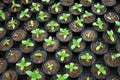 Flower sprouts in pots