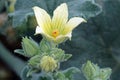 Flower of Squirting cucumber Ecballium elaterium.