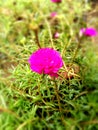 Flower of sri lanka nature Royalty Free Stock Photo