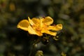 The St John`s wort Hypericum patulum