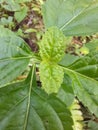 The flower of stachytarpheta cayenensis Royalty Free Stock Photo