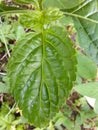 The flower of stachytarpheta cayenensis Royalty Free Stock Photo