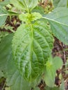 The flower of stachytarpheta cayenensis Royalty Free Stock Photo