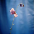 Delicate Pink Flower On Blue Background: Enchanted Realism In Analog Photography