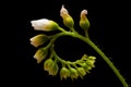 Flower stalk of a carnivorous plant Royalty Free Stock Photo