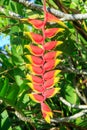 The flower stalk of a lobster claw heliconia