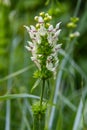 Flower stalk of the woundwort Stachys sp. in May Royalty Free Stock Photo