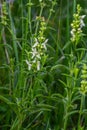 Flower stalk of the woundwort Stachys sp. in May Royalty Free Stock Photo