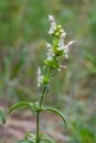 Flower stalk of the woundwort Stachys sp. in May Royalty Free Stock Photo