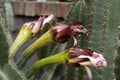 Flower stalks of a cereus peruvianus or night blooming cereus Royalty Free Stock Photo