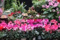 flower stall at the market flower stall at the market