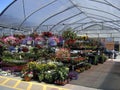 Flower stall at the open summer market. Royalty Free Stock Photo