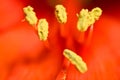 Flower stamen macro Royalty Free Stock Photo