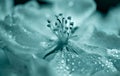 Flower with stamens close-up in trend color Tidewater green in water drops. Abstraction, natural background