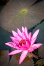 Flower of Star lotus, Nymphaea nouchali