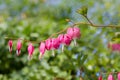 Flower stem of a bleeding heart plant with pink blossoms, blurry garden background Royalty Free Stock Photo