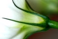 Flower stem macro Royalty Free Stock Photo