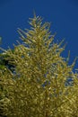 Flower stem of a Mexican Grass Tree (nolina longifolia) against blue sky