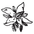 Flower, stem, petal, stigma, leaves, starflower, petal vintage illustration