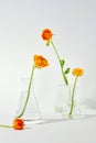 Flower stems in glass vases, elegantly displayed on a white backdrop-a perfect setting for ads. Blooms in a lab setting, vibrant