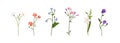 Flower stems set. Spring blooms, field and meadow plants. Gentle floral botanical elements. Delicate forget-me-nots